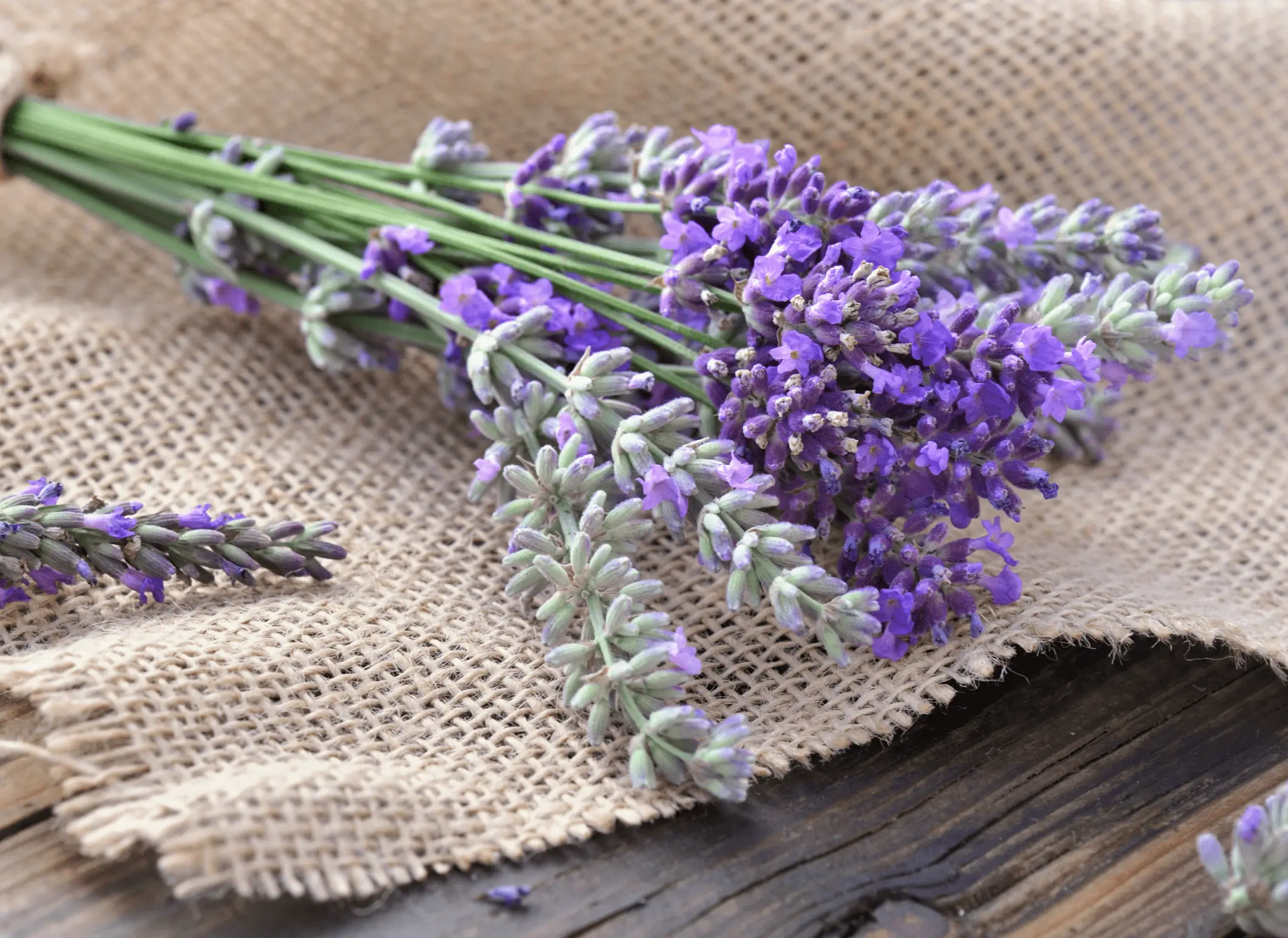 Undecylenic Acid