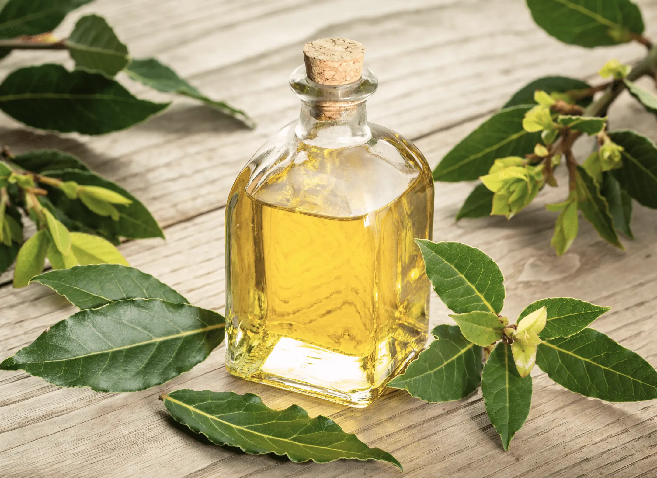 Lavender Oil